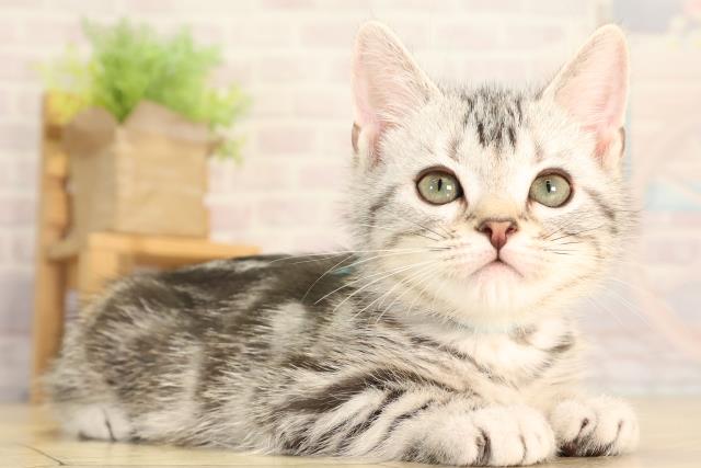 岐阜県のアメリカンショートヘアー (Coo&RIKU岐南店/2026年2月3日生まれ/男の子/シルバータビー)の子猫の2枚目の画像