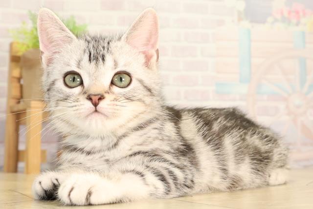 岐阜県のアメリカンショートヘアー (Coo&RIKU岐南店/2026年2月3日生まれ/男の子/シルバータビー)の子猫の3枚目の画像