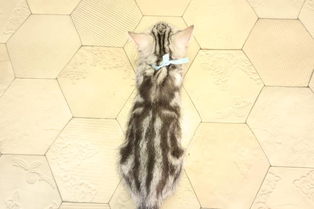 岐阜県のアメリカンショートヘアー (Coo&RIKU岐南店/2026年2月3日生まれ/男の子/シルバータビー)の子猫の4枚目の画像