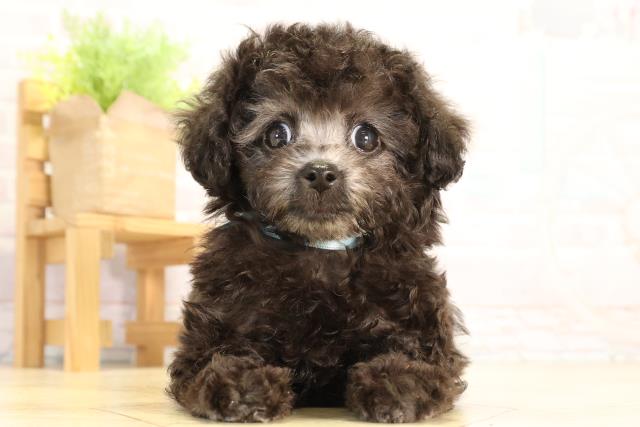 愛知県のトイプードル(トイ) (Coo&RIKU春日井店/2026年1月30日生まれ/男の子/グレー)の子犬の1枚目の画像