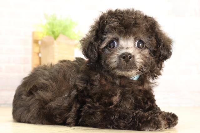 愛知県のトイプードル(トイ) (Coo&RIKU春日井店/2026年1月30日生まれ/男の子/グレー)の子犬の2枚目の画像