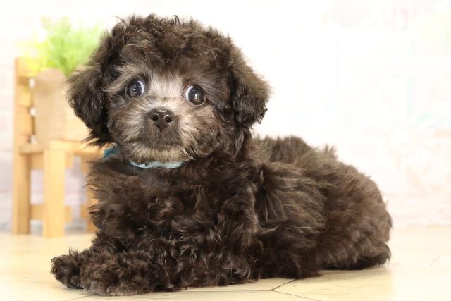 愛知県のトイプードル(トイ) (Coo&RIKU春日井店/2026年1月30日生まれ/男の子/グレー)の子犬の3枚目の画像