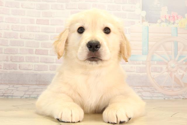 千葉県のゴールデンレトリバー (Coo&RIKU東金店/2026年2月3日生まれ/男の子/ゴールデン)の子犬の1枚目の画像