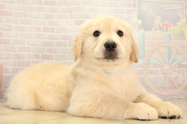 千葉県のゴールデンレトリバー (Coo&RIKU東金店/2026年2月3日生まれ/男の子/ゴールデン)の子犬の2枚目の画像