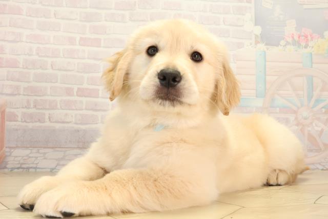 千葉県のゴールデンレトリバー (Coo&RIKU東金店/2026年2月3日生まれ/男の子/ゴールデン)の子犬の3枚目の画像