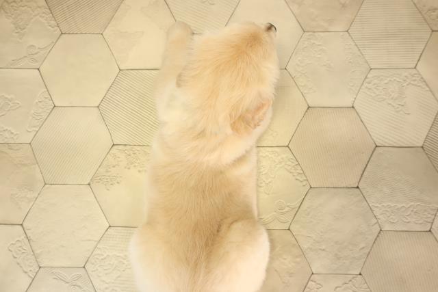 千葉県のゴールデンレトリバー (Coo&RIKU東金店/2026年2月3日生まれ/男の子/ゴールデン)の子犬の4枚目の画像