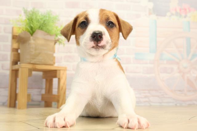 ジャックラッセルテリア