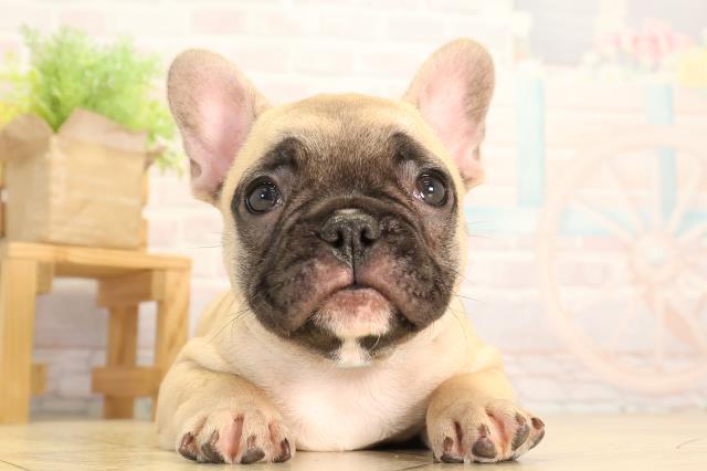 フレンチブルドッグ