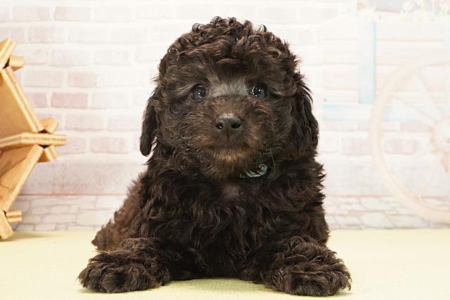 愛知県のトイプードル(トイ) (Coo&RIKU東海一宮店/2026年2月2日生まれ/男の子/シルバー)の子犬の1枚目の画像