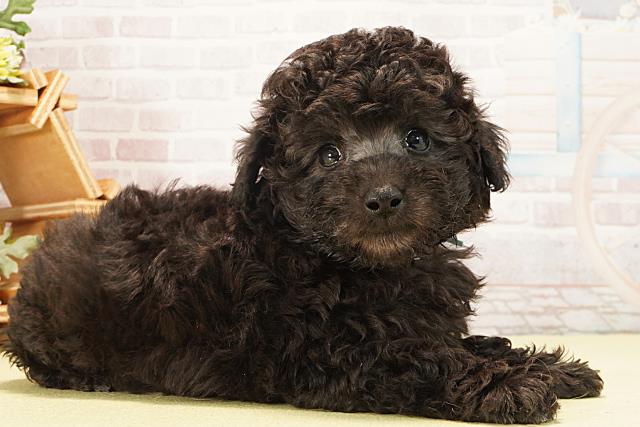 愛知県のトイプードル(トイ) (Coo&RIKU東海一宮店/2026年2月2日生まれ/男の子/シルバー)の子犬の2枚目の画像