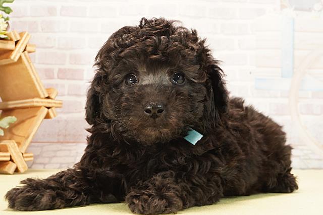 愛知県のトイプードル(トイ) (Coo&RIKU東海一宮店/2026年2月2日生まれ/男の子/シルバー)の子犬の3枚目の画像