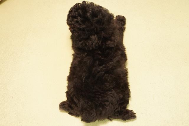 愛知県のトイプードル(トイ) (Coo&RIKU東海一宮店/2026年2月2日生まれ/男の子/シルバー)の子犬の4枚目の画像