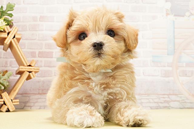 岐阜県のマルプー(マルチーズ×プードル) (Coo&RIKU岐阜店/2026年2月4日生まれ/男の子/アプリコット)の子犬の1枚目の画像