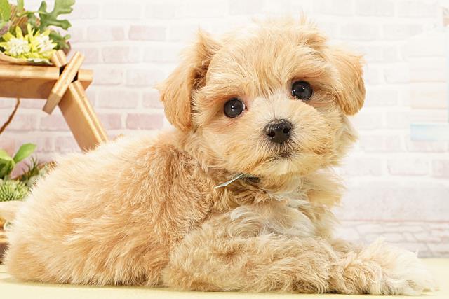 岐阜県のマルプー(マルチーズ×プードル) (Coo&RIKU岐阜店/2026年2月4日生まれ/男の子/アプリコット)の子犬の2枚目の画像