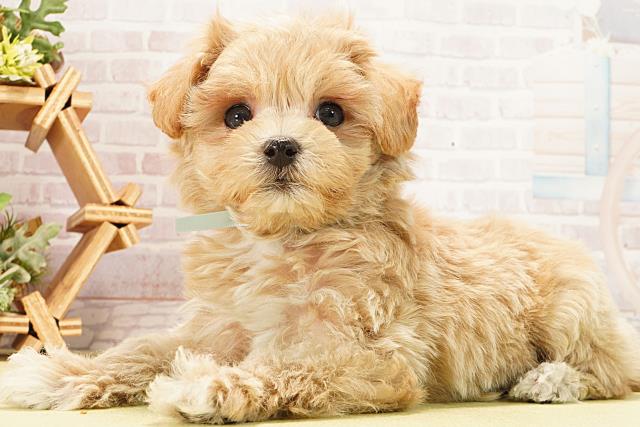 岐阜県のマルプー(マルチーズ×プードル) (Coo&RIKU岐阜店/2026年2月4日生まれ/男の子/アプリコット)の子犬の3枚目の画像