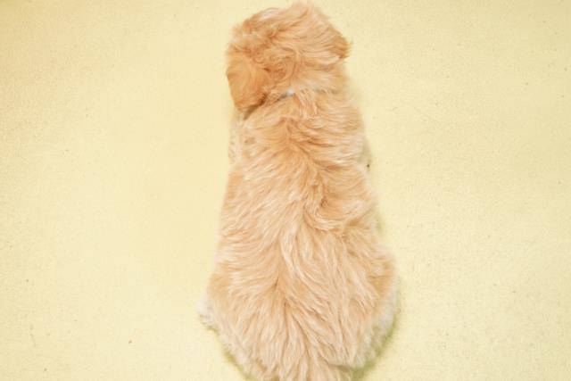 岐阜県のマルプー(マルチーズ×プードル) (Coo&RIKU岐阜店/2026年2月4日生まれ/男の子/アプリコット)の子犬の4枚目の画像