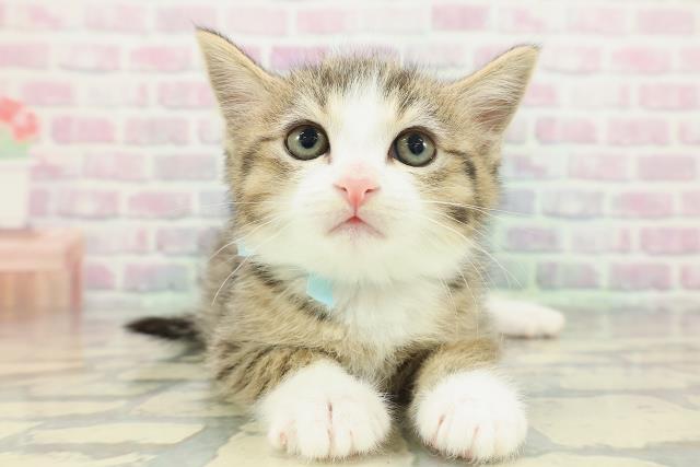東京都のミヌエット (Coo&RIKU立川店/2026年2月3日生まれ/男の子/ブラウンタビーホワイト)の子猫の1枚目の画像