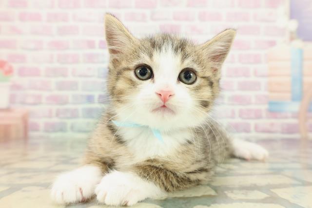 東京都のミヌエット (Coo&RIKU立川店/2026年2月3日生まれ/男の子/ブラウンタビーホワイト)の子猫の2枚目の画像