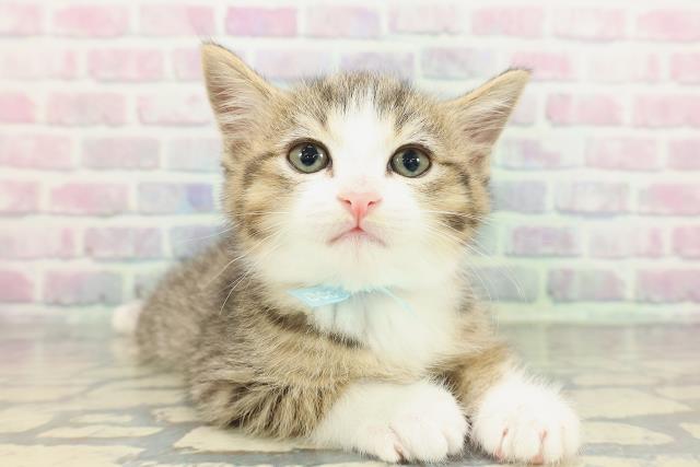 東京都のミヌエット (Coo&RIKU立川店/2026年2月3日生まれ/男の子/ブラウンタビーホワイト)の子猫の3枚目の画像