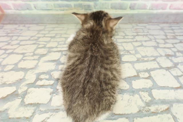 東京都のミヌエット (Coo&RIKU立川店/2026年2月3日生まれ/男の子/ブラウンタビーホワイト)の子猫の4枚目の画像