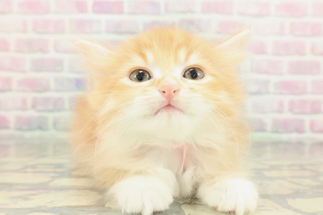 ミヌエット(長足)