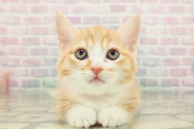 神奈川県のミヌエット (Coo&RIKU藤沢店/2026年2月3日生まれ/女の子/レッドタビーホワイト)の子猫の1枚目の画像