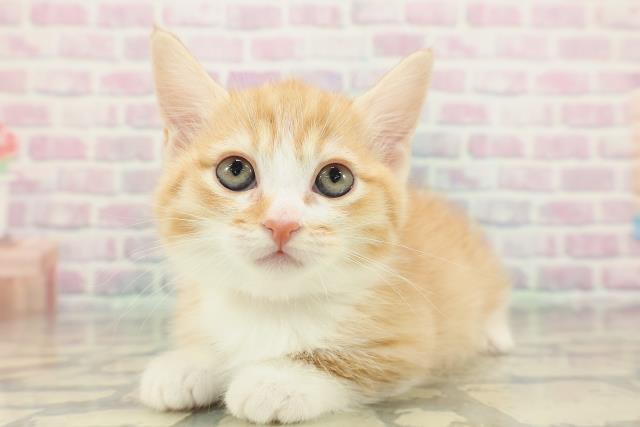 神奈川県のミヌエット (Coo&RIKU藤沢店/2026年2月3日生まれ/女の子/レッドタビーホワイト)の子猫の2枚目の画像