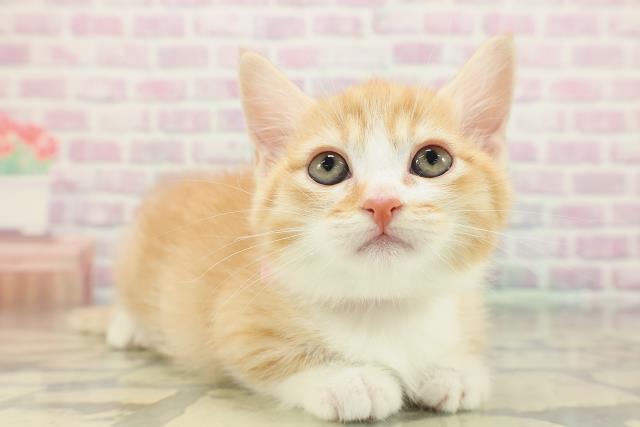 神奈川県のミヌエット (Coo&RIKU藤沢店/2026年2月3日生まれ/女の子/レッドタビーホワイト)の子猫の3枚目の画像