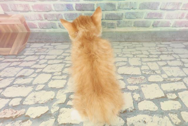 神奈川県のミヌエット (Coo&RIKU藤沢店/2026年2月3日生まれ/女の子/レッドタビーホワイト)の子猫の4枚目の画像