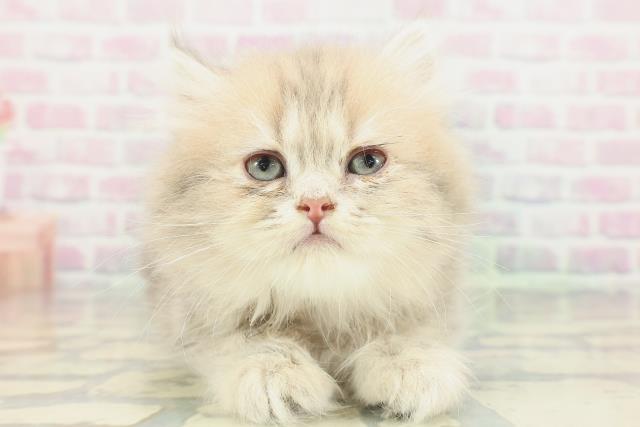 埼玉県のミヌエット (Coo&RIKUアニマルケアセンター大宮/2026年2月2日生まれ/女の子/ブルータビー)の子猫の1枚目の画像