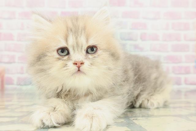 埼玉県のミヌエット (Coo&RIKUアニマルケアセンター大宮/2026年2月2日生まれ/女の子/ブルータビー)の子猫の2枚目の画像