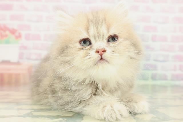 埼玉県のミヌエット (Coo&RIKUアニマルケアセンター大宮/2026年2月2日生まれ/女の子/ブルータビー)の子猫の3枚目の画像