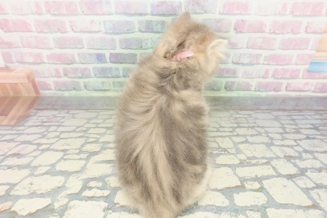 埼玉県のミヌエット (Coo&RIKUアニマルケアセンター大宮/2026年2月2日生まれ/女の子/ブルータビー)の子猫の4枚目の画像