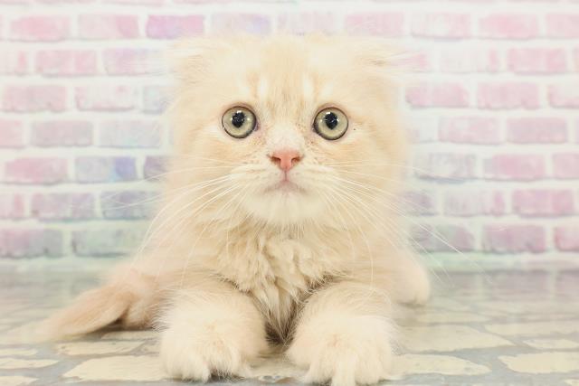 ミヌエット(長足)