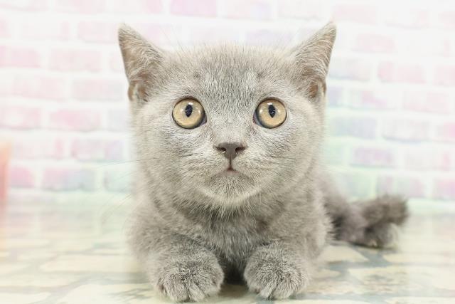 茨城県のブリティッシュショートヘアー (Coo&RIKU石岡店/2026年1月28日生まれ/男の子/ブルー)の子猫の1枚目の画像