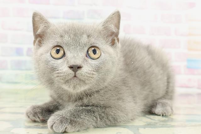 茨城県のブリティッシュショートヘアー (Coo&RIKU石岡店/2026年1月28日生まれ/男の子/ブルー)の子猫の2枚目の画像