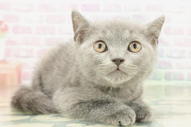 茨城県のブリティッシュショートヘアー (Coo&RIKU石岡店/2026年1月28日生まれ/男の子/ブルー)の子猫の3枚目の画像