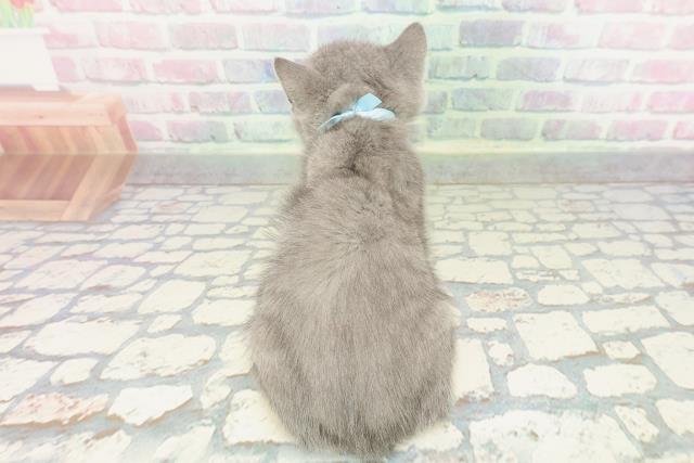 茨城県のブリティッシュショートヘアー (Coo&RIKU石岡店/2026年1月28日生まれ/男の子/ブルー)の子猫の4枚目の画像