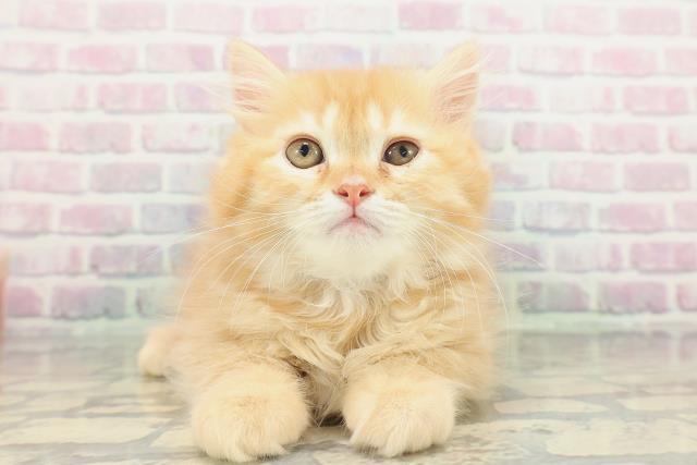 埼玉県のサイベリアン (Coo&RIKUアニマルケアセンター大宮/2026年1月23日生まれ/男の子/レッドタビー)の子猫の1枚目の画像