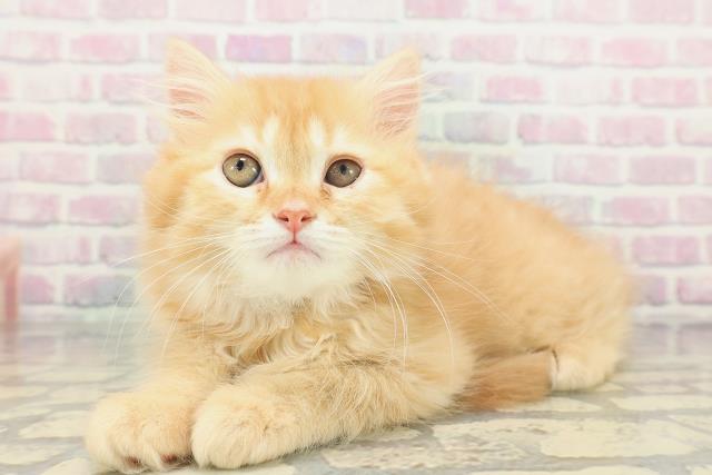 埼玉県のサイベリアン (Coo&RIKUアニマルケアセンター大宮/2026年1月23日生まれ/男の子/レッドタビー)の子猫の2枚目の画像