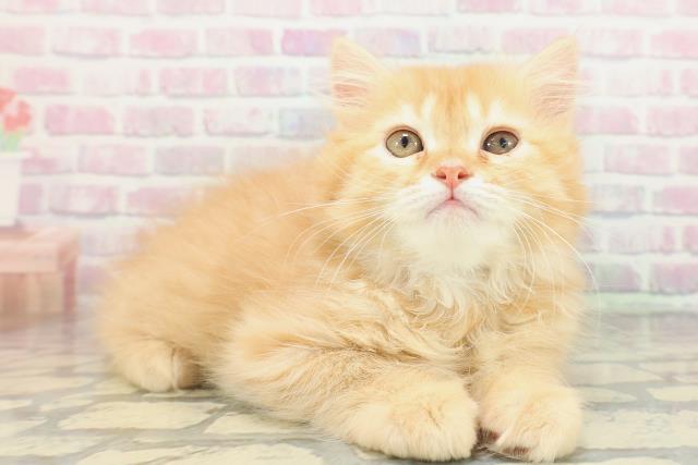 埼玉県のサイベリアン (Coo&RIKUアニマルケアセンター大宮/2026年1月23日生まれ/男の子/レッドタビー)の子猫の3枚目の画像