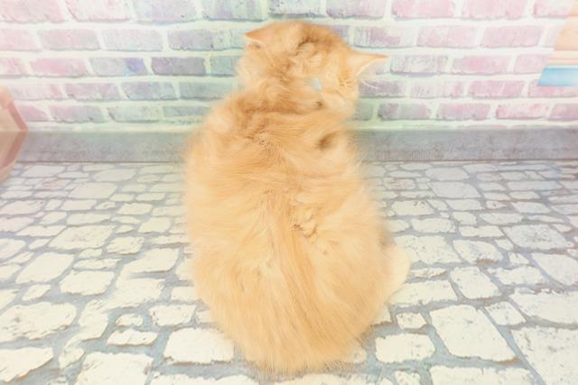 埼玉県のサイベリアン (Coo&RIKUアニマルケアセンター大宮/2026年1月23日生まれ/男の子/レッドタビー)の子猫の4枚目の画像