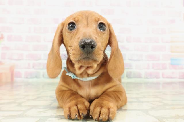 埼玉県のミニチュアダックスフンド(スムース) (Coo&RIKU川越店/2026年1月29日生まれ/男の子/レッド)の子犬の1枚目の画像