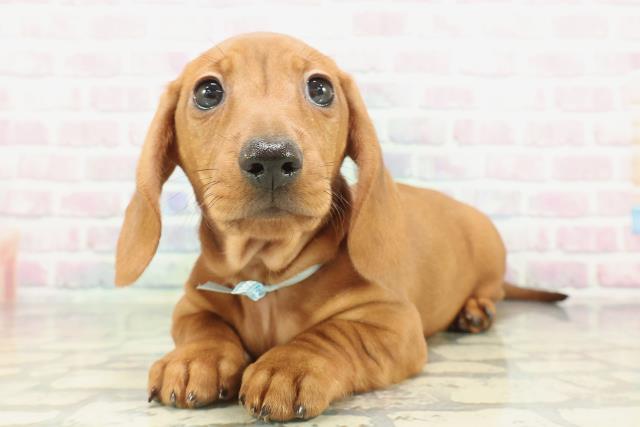 埼玉県のミニチュアダックスフンド(スムース) (Coo&RIKU川越店/2026年1月29日生まれ/男の子/レッド)の子犬の2枚目の画像