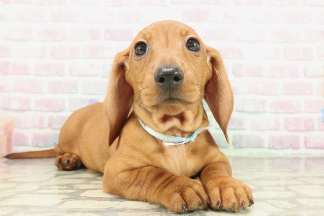 埼玉県のミニチュアダックスフンド(スムース) (Coo&RIKU川越店/2026年1月29日生まれ/男の子/レッド)の子犬の3枚目の画像