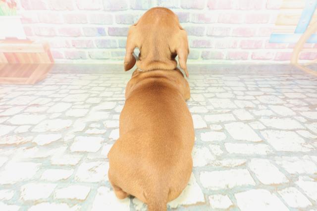 埼玉県のミニチュアダックスフンド(スムース) (Coo&RIKU川越店/2026年1月29日生まれ/男の子/レッド)の子犬の4枚目の画像