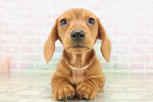 山梨県のミニチュアダックスフンド(スムース) (Coo&RIKU甲府昭和通り店/2026年1月29日生まれ/女の子/レッド)の子犬の1枚目の画像