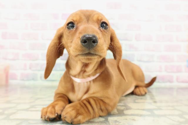 山梨県のミニチュアダックスフンド(スムース) (Coo&RIKU甲府昭和通り店/2026年1月29日生まれ/女の子/レッド)の子犬の2枚目の画像