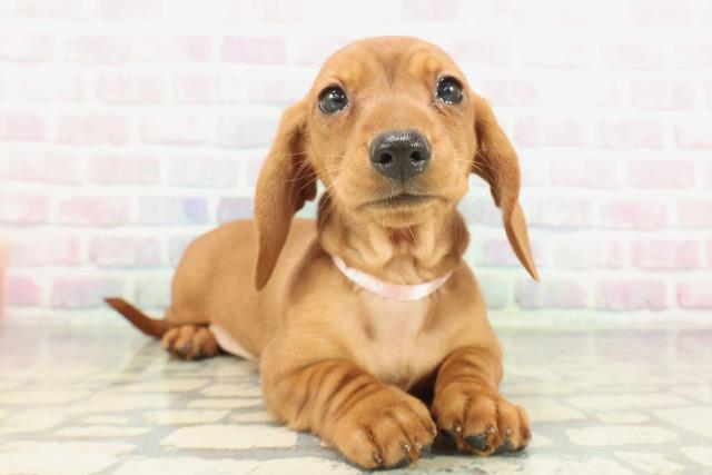 山梨県のミニチュアダックスフンド(スムース) (Coo&RIKU甲府昭和通り店/2026年1月29日生まれ/女の子/レッド)の子犬の3枚目の画像