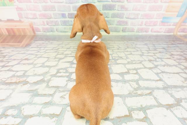 山梨県のミニチュアダックスフンド(スムース) (Coo&RIKU甲府昭和通り店/2026年1月29日生まれ/女の子/レッド)の子犬の4枚目の画像